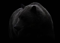 Niedźwiedź na czarnym tle