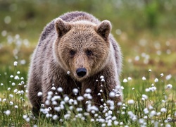 Niedźwiedź na kwiatowej łące