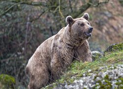 Grizzly, Niedźwiedź