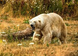 Niedźwiedź polarny na łące