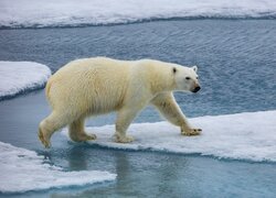 Niedźwiedź polarny na lodowej krze w morzu