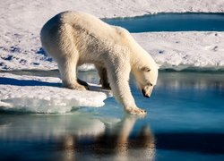 Niedźwiedź polarny stąpający po lodzie