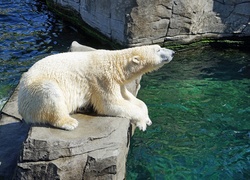 Niedźwiedź polarny wyleguje się na skale nad wodą