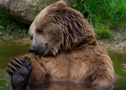 Niedźwiedź relaksuje się podczas kąpieli