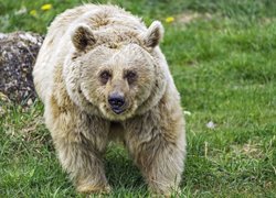 Niedźwiedź syryjski na trawie