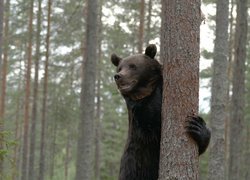 Niedźwiedź trzymający łapą drzewo