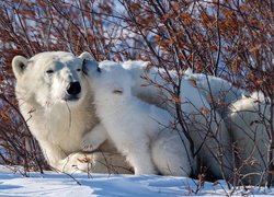 Niedźwiedzica i mały niedźwiadek polarny