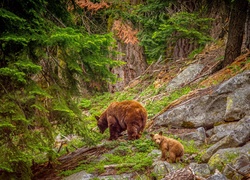 Niedźwiedzica i niedźwiadek na leśnej przechadzce