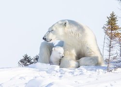 Niedźwiedzica polarna z małym niedźwiadkiem