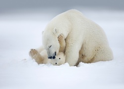 Niedźwiedzica z młodym bawią się w śniegu