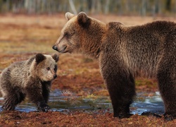 Niedźwiedzica z młodym