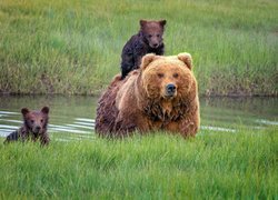 Niedźwiedzica z młodymi