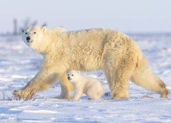 Niedźwiedzie polarne, Mały, Niedźwiadek, Niedźwiedzica