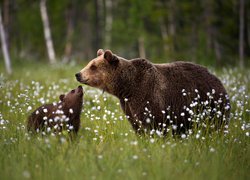 Niedźwiedzica z niedźwiadkiem w trawie
