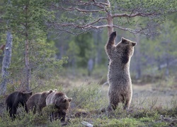 Niedźwiedzie brunatne na spacerze w lesie