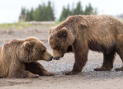 Niedźwiedzie brunatne, Dwa