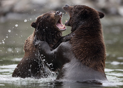 Niedźwiedzie przepychanki