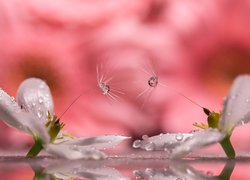 Niełupki i kwiaty w kroplach wody