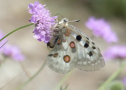 Motyl, Niepylak apollo, Jasnofioletowy, Kwiat