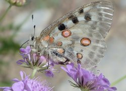 Motyl, Niepylak apollo, Kwiaty