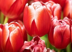 Czerwone, Tulipany, Zbliżenie