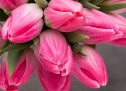 Nierozwinięte różowe tulipany