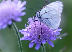 Kwiaty, Motyl, Niestrzęp głogowiec