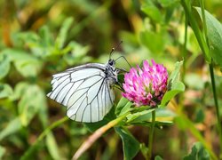 Motyl, Niestrzęp głogowiec, Kwiaty, Koniczyna, Liście