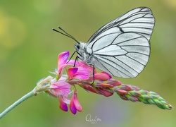 Motyl, Niestrzęp głogowiec, Kwiat