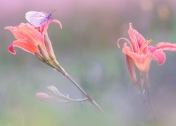 Motyl, Niestrzęp głogowiec, Kwiaty, Lilie