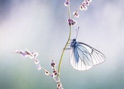 Niestrzęp głogowiec na łodyżce kwiatka