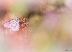 Niestrzęp głogowiec, Motyl, Roślina