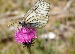 Motyl, Niestrzęp głogowiec, Różowy, Kwiat