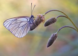 Motyl, Niestrzęp głogowiec, Roślina