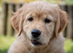 Szczeniak, Labrador retriever, Grymas, Spojrzenie