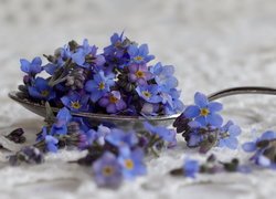 Niebieskie, Kwiatki, Niezapominajki, Łyżeczka