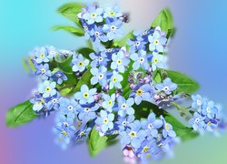 Kwiaty, Niebieskie, Niezapominajki