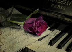 Nuty i czerwona róża na klawiszach fortepianu