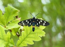 Oblaczek granatek, Motyl, Zielone, Liście, Dębu