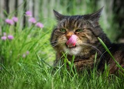 Oblizujący się bury kot w trawie