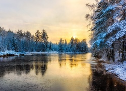 Oblodzona rzeka w zimowym lesie o świcie