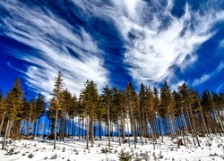 Las, Drzewa, Śnieg, Niebo, Obłoki