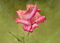 Obraz z różą w kroplach deszczu