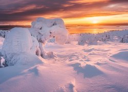 Obsypane śniegiem drzewa na polanie