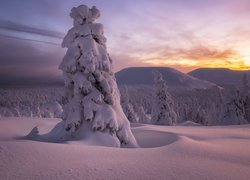 Obsypane śniegiem drzewa