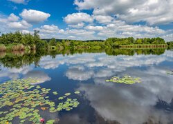 Lato, Jezioro Niederkail, Kwiaty, Lilie Wodne, Liście, Drzewa, Chmury, Odbicie, Niemcy