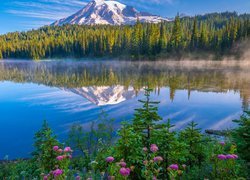 Park Narodowy Mount Rainier, Góry, Stratowulkan Mount Rainier, Las, Drzewa, Kwiaty, Jezioro, Odbicie, Mgła, Stan Waszyngton, Stany Zjednoczone