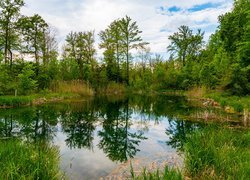 Staw, Roślinność, Zielone, Drzewa, Odbicie