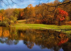 Park, Staw, Pożółkłe, Drzewa, Jesień