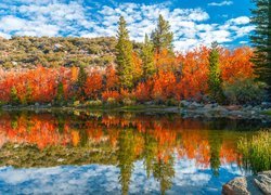 Rzeka, Bishop Creek, Jesień, Krzewy, Drzewa, Góry, Chmury, Kalifornia, Stany Zjednoczone